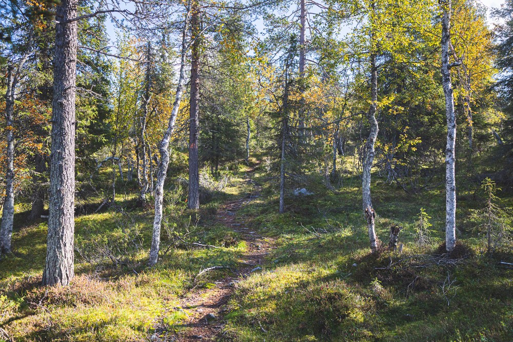 maastopyöräreitit pallas